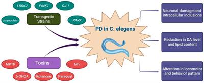 Caenorhabditis elegans as a model system to evaluate neuroprotective potential of nano formulations